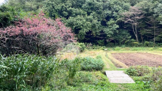 東京都内で最高の公園 六道山公園で自然とアスレチック遊び 都会で自然子育て